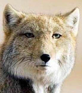 ツンモの秘法、雪の上に座禅ができる