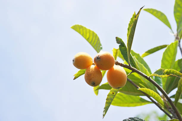 ビワの種、万病に効くのか